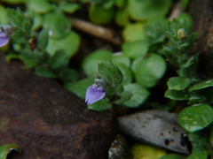 Hygrophila serpyllum