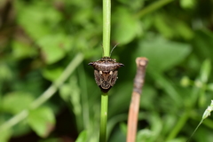 Alcimocoris japonensis