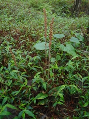 Erythrodes