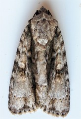 Acronicta connecta