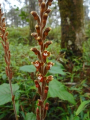 Erythrodes