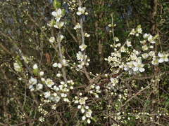 Prunus spinosa
