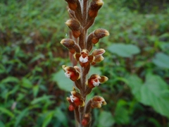 Erythrodes