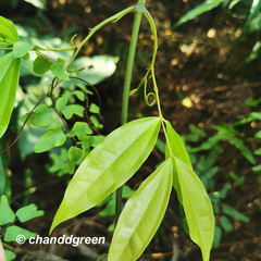 Strychnos cathayensis