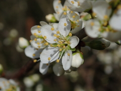 Prunus spinosa