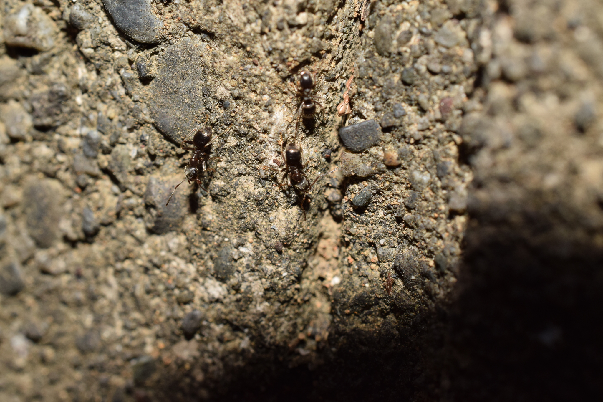 Lasius japonicus