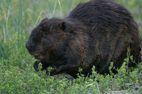 American Beaver photographed in Delaware