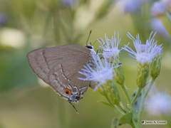 Allosmaitia strophius