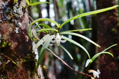 Angraecum panicifolium