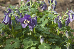 Aquilegia flabellata