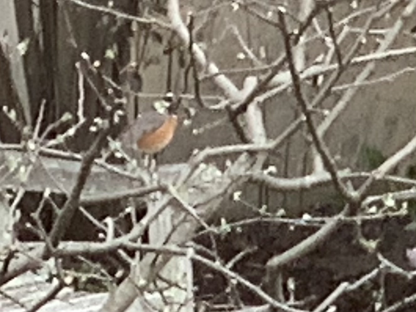 American Robin