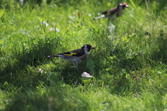 Carduelis carduelis