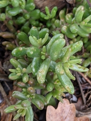 Sedum album