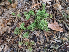 Sedum album