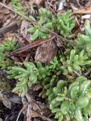 Sedum album