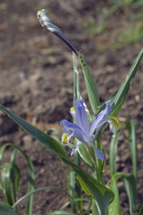 Iris graeberiana