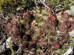 Sempervivum vicentei