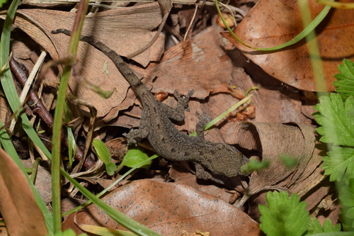 Schlegel's Japanese Gecko, Gekko japonicus