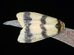 Heliosia jucunda
