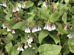 Symphytum × hidcotense