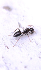 Camponotus vitiosus