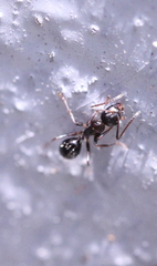 Camponotus vitiosus
