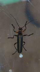 Lycocerus arisanensis