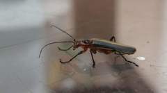 Lycocerus arisanensis