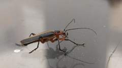 Lycocerus arisanensis