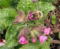 Anthophora plumipes