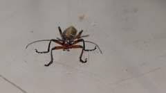 Lycocerus arisanensis