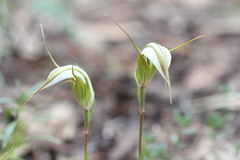 Pterostylis ampliata