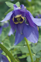 Aquilegia flabellata