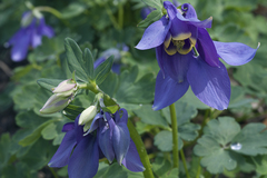 Aquilegia flabellata