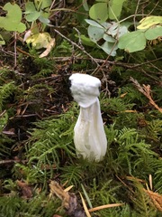 Hypomyces cervinigenus