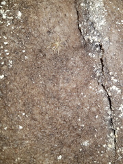 Purcellia argasiformis