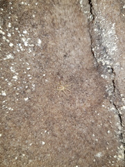 Purcellia argasiformis