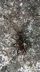 Paraleprodera itzingeri