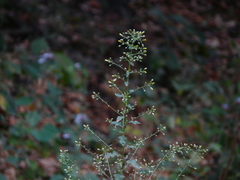Blumea paniculata