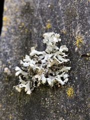 Physcia adscendens