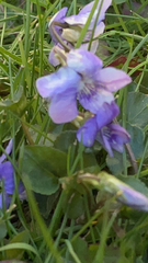 Viola riviniana