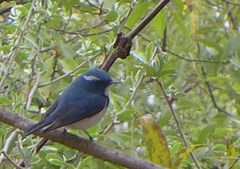 Ficedula superciliaris