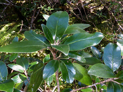 Brachyglottis buchananii