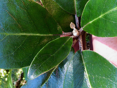 Brachyglottis buchananii