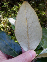 Brachyglottis buchananii