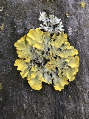 Xanthoria parietina