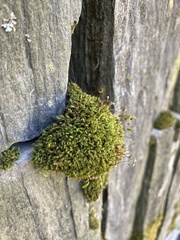 Ptychostomum capillare