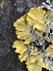 Xanthoria parietina