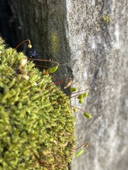 Ptychostomum capillare