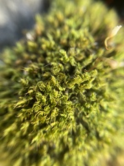 Ptychostomum capillare